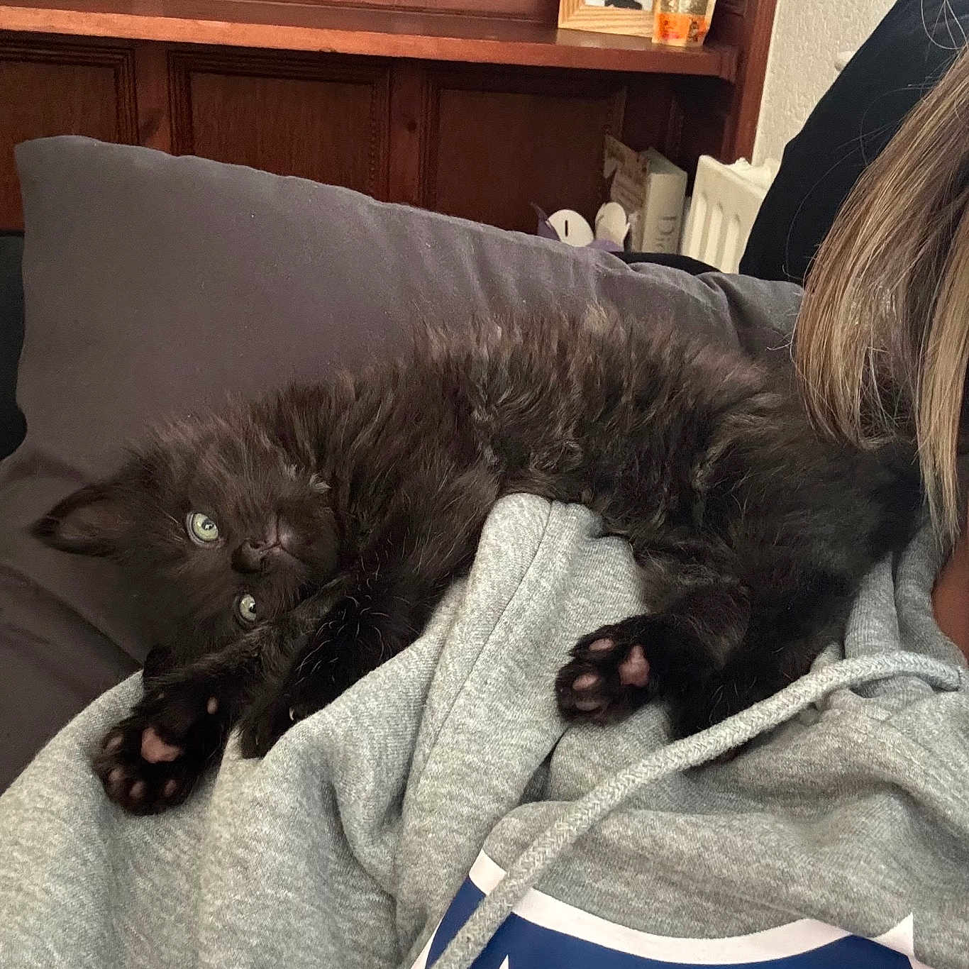 Avan joined the competition — help win amazing prizes! animal, black_cat, clothing, comfort, couch, cozy, cute, face, fluffy, furniture, green_eyes, hoodie, indoor, kitten, paw, person, pet, relaxing, sleeping, wooden_cabinet