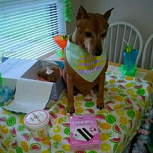 Acer joined the competition — help win amazing prizes! bottle, canidae, carnivore, chair, companion_dog, dog, dog_breed, dog_clothes, dog_supply, event, fawn, green, pet_supply, sporting_group, table, toy_dog, window, window_blind, window_covering, working_animal