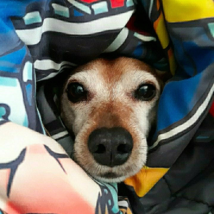 Acer joined the competition — help win amazing prizes! audio_equipment, bag, bicycle_helmet, cap, carnivore, companion_dog, costume_hat, dog, dog_clothes, dog_supply, eyewear, fashion_accessory, fawn, fedora, hat, helmet, personal_protective_equipment, selfie, snout, sports_gear