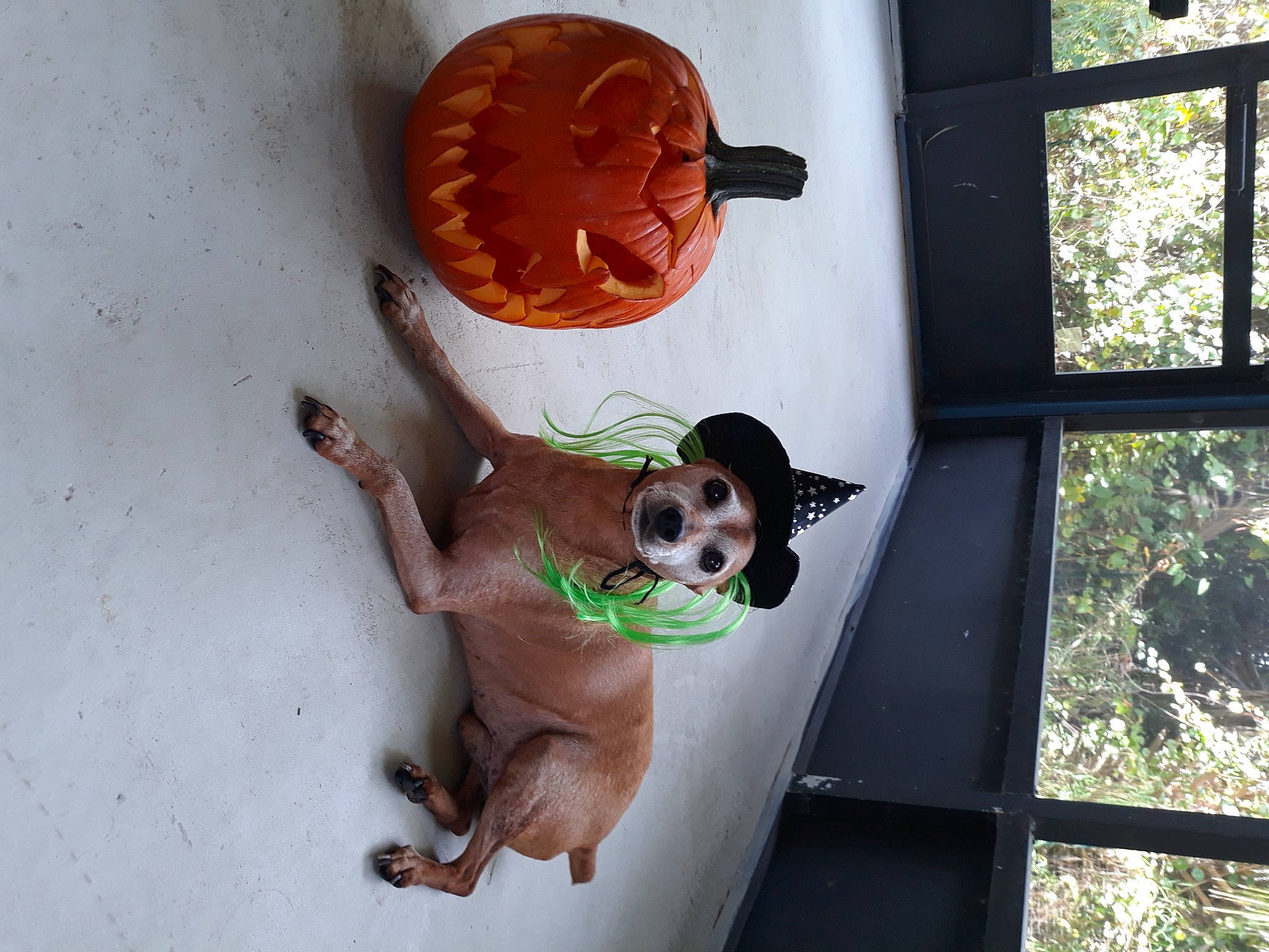 Acer is registered to the contest to win money with this photo: canidae, carnivore, companion_dog, dog, dog_breed, dog_supply, door, eyewear, fawn, goggles, liver, pet_supply, snout, sporting_group, sunglasses, tail, toy_dog, window, wood, working_animal