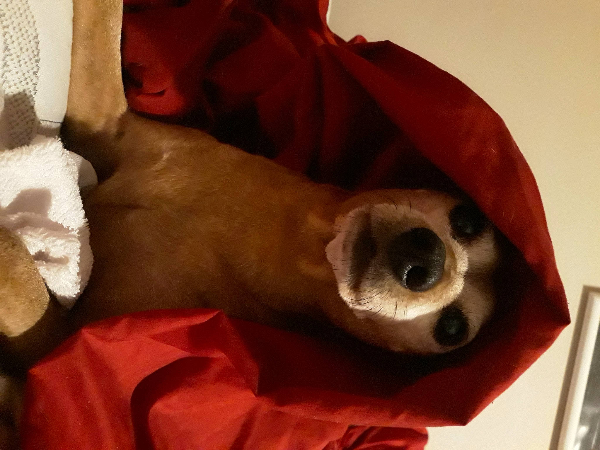 Acer joined the competition — help win amazing prizes! audio_equipment, bone, canidae, carmine, carnivore, comfort, companion_dog, dog, dog_breed, fawn, human_leg, knee, linens, skull, sleeve, snout, sporting_group, whiskers, wood, working_animal