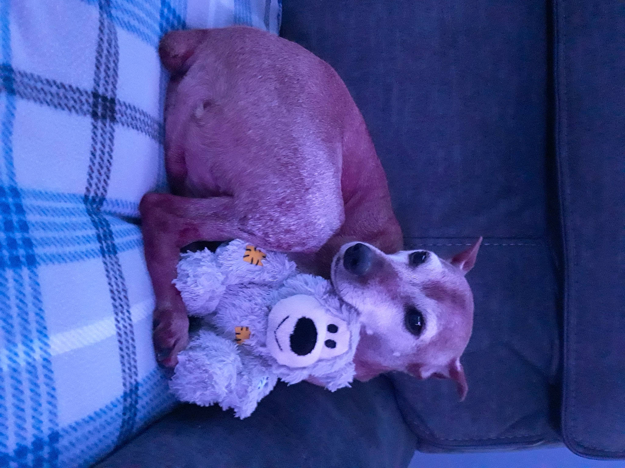 Acer is registered to the contest to win money with this photo: canidae, carnivore, comfort, companion_dog, dog, dog_breed, dog_supply, fawn, felidae, fur, linens, magenta, plaid, purple, snout, stuffed_toy, tail, tartan, toy, whiskers