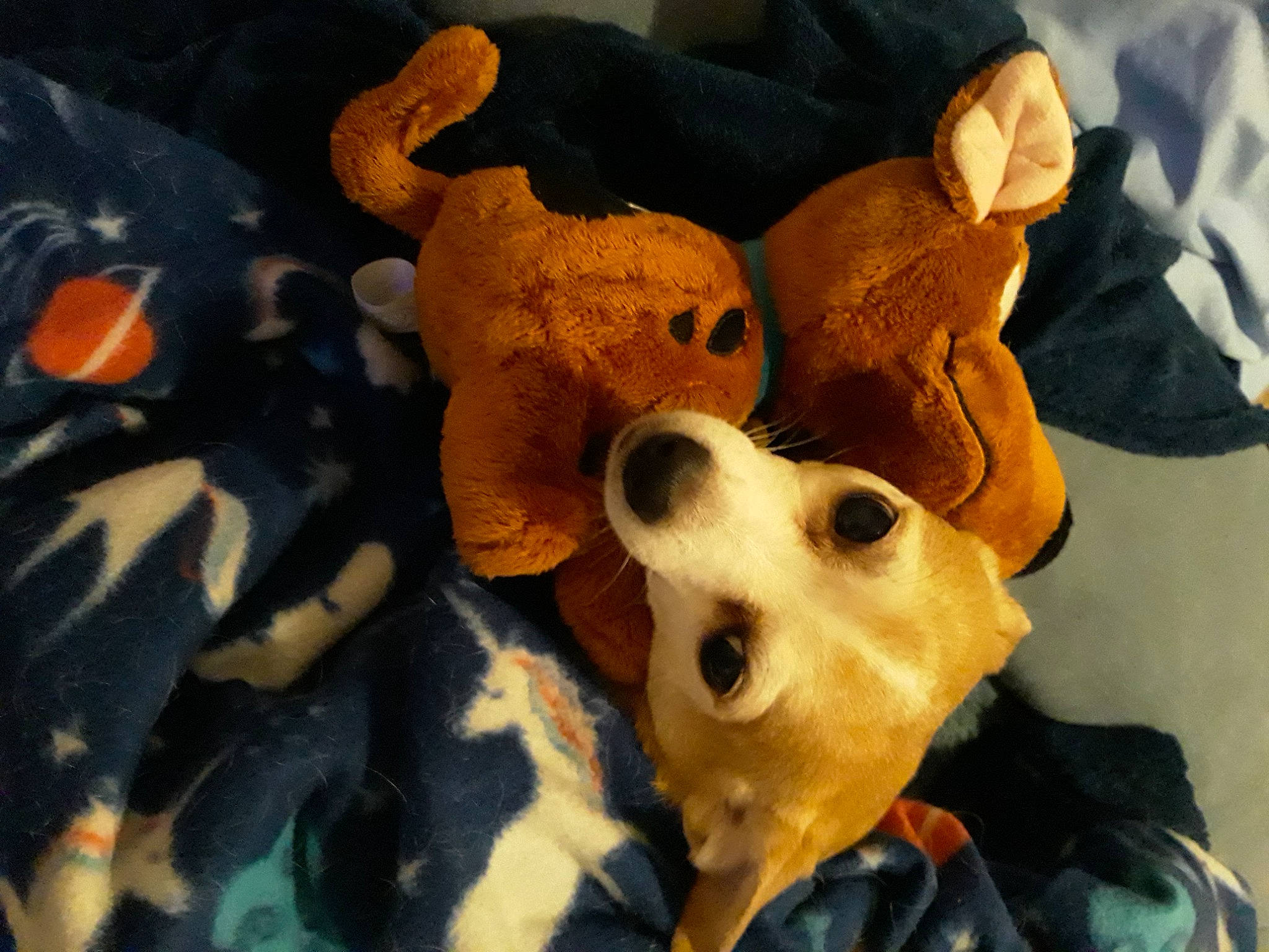 Scooby is registered to the contest to win money with this photo: bone, canidae, carnivore, companion_dog, dog, dog_breed, fawn, felidae, fur, linens, organism, paw, plush, snout, sporting_group, stuffed_toy, textile, toy, whiskers, working_animal
