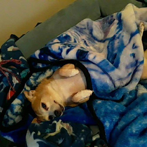 Scooby joined the competition — help win amazing prizes! bed, carnivore, cloud, comfort, companion_dog, dog, dog_breed, dog_supply, electric_blue, fawn, felidae, fur, linens, small_to_medium_sized_cats, snout, tail, textile, toy_dog, whiskers, working_animal