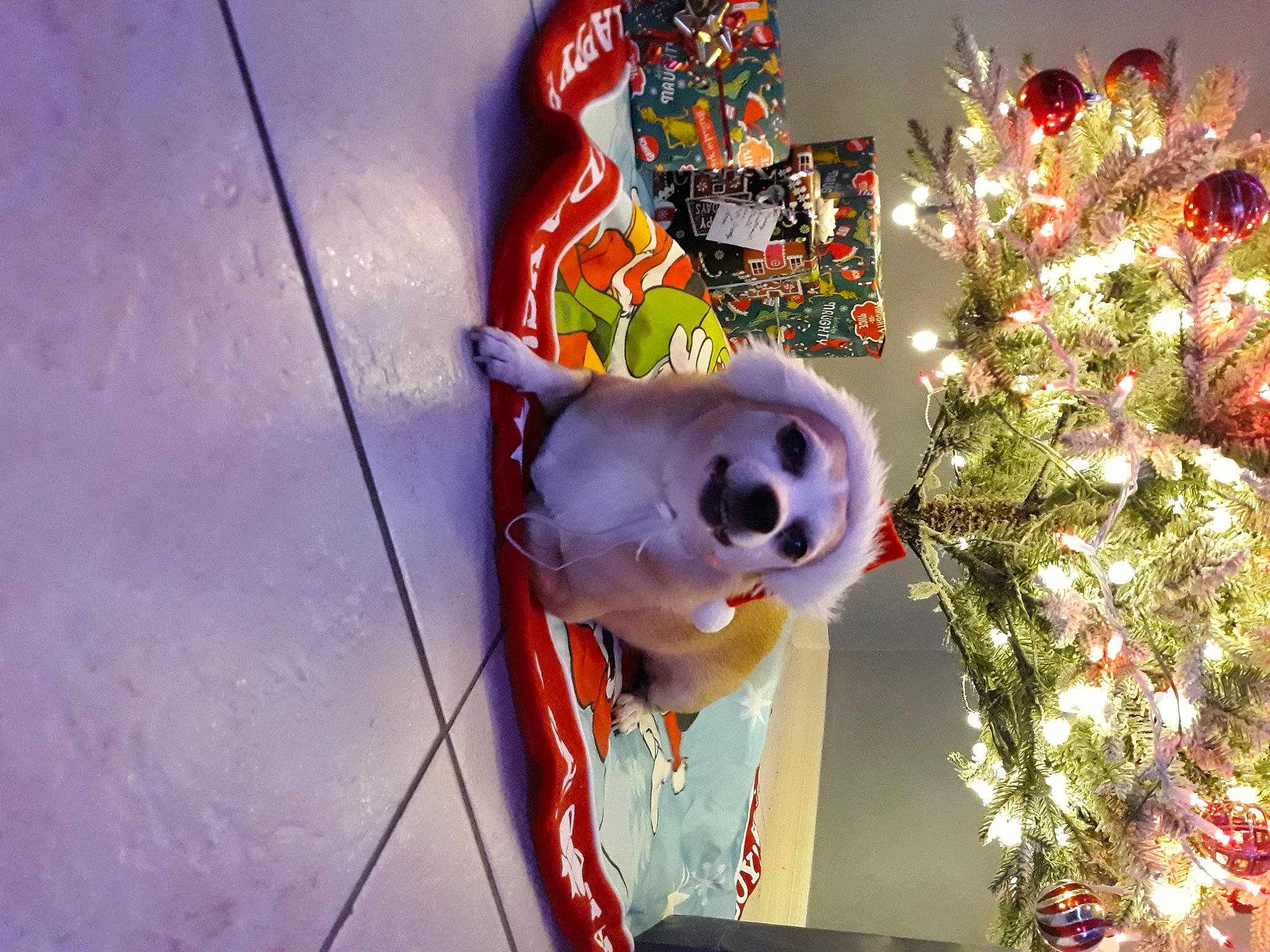 Scooby is registered to the contest to win money with this photo: art, christmas, christmas_decoration, christmas_ornament, christmas_tree, conifer, event, fawn, hat, holiday, holiday_ornament, interior_design, ornament, party_supply, plant, stuffed_toy, toy, tradition, tree, winter