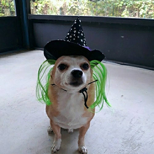 Scooby is registered to the contest to win money with this photo: carnivore, chihuahua, collar, companion_dog, costume_hat, dog, dog_breed, dog_clothes, dog_supply, eyewear, fawn, fedora, hat, party_hat, pet_supply, snout, sun_hat, sunglasses, toy_dog, whiskers