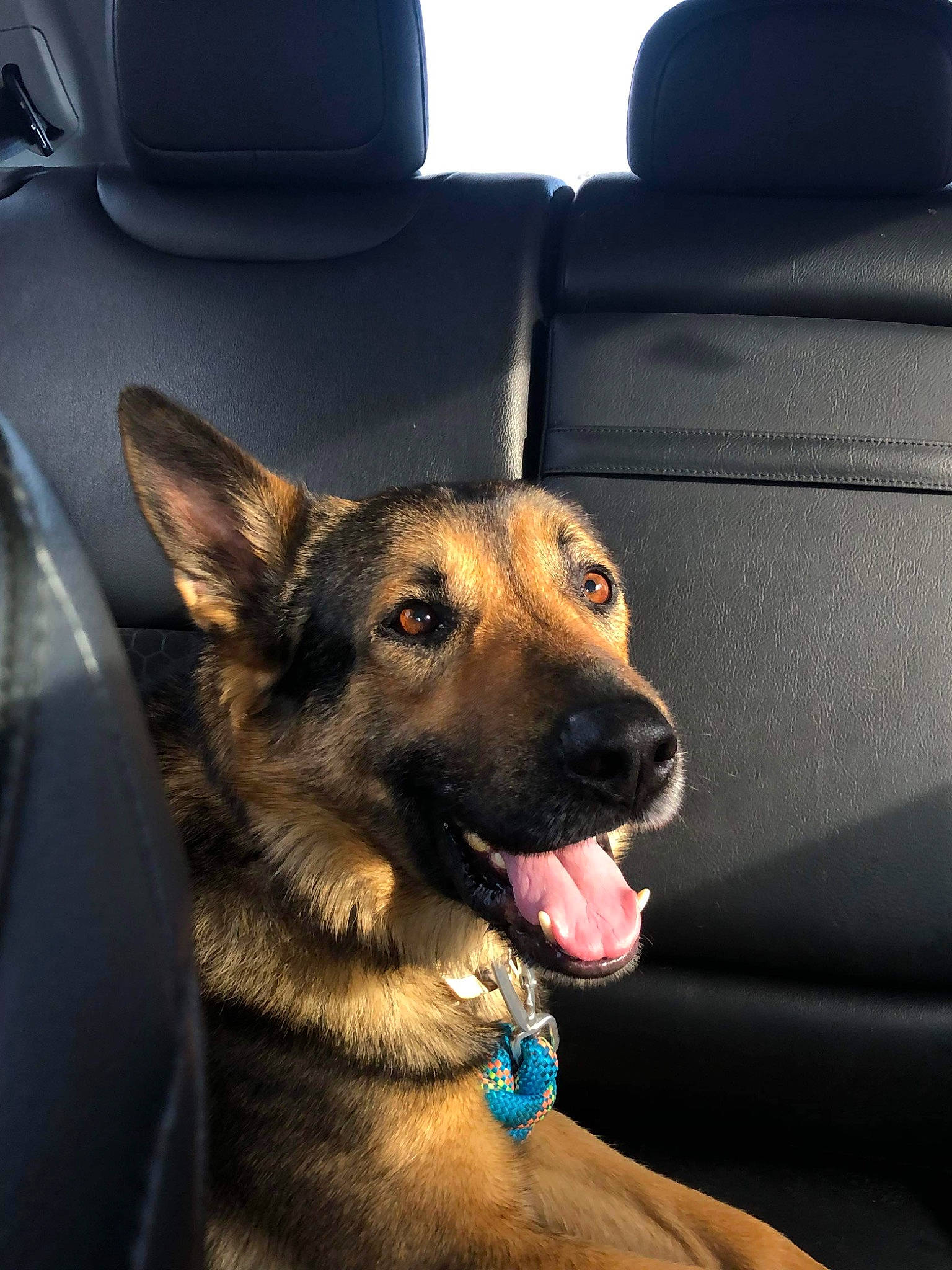 Thor is registered to the contest to win money with this photo: automotive_design, canidae, car_seat, carnivore, collar, companion_dog, dog, dog_breed, dog_collar, door, eye, fawn, german_shepherd_dog, king_shepherd, old_german_shepherd_dog, snout, sporting_group, tints_and_shades, vehicle_door, window