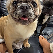 Hazel Brown joined the competition — help win amazing prizes! animal, blanket, closeup, companion, couch, cute, dog, ears, face, foot, french_bulldog, furniture, home, indoor, leather, paw, pet, relaxed, smiling, tongue
