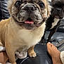 animal, blanket, closeup, companion, couch, cute, dog, ears, face, foot, french_bulldog, furniture, home, indoor, leather, paw, pet, relaxed, smiling, tongue