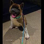 Bloody a rejoint le concours — aidez-le/la à gagner de superbes lots ! dog, puppy, akita, sitting, happy, smiling, tongue, fluffy, fur, collar, leash, outdoor, night, pavement, brick_wall, vehicle, portrait, pet, animal, playful