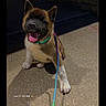 dog, puppy, akita, sitting, happy, smiling, tongue, fluffy, fur, collar, leash, outdoor, night, pavement, brick_wall, vehicle, portrait, pet, animal, playful