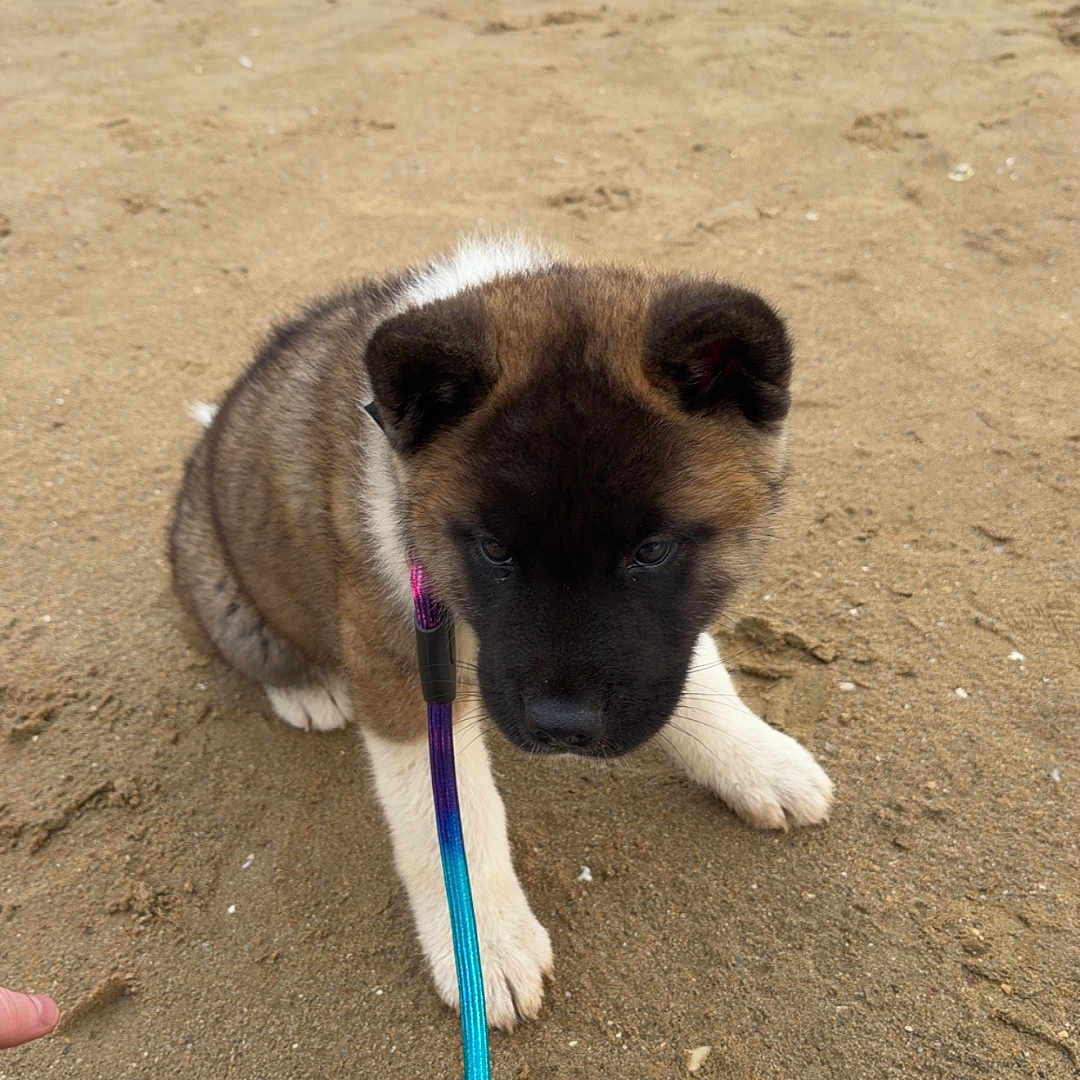 Bloody a rejoint le concours — aidez-le/la à gagner de superbes lots ! puppy, dog, beach, sand, outdoor, pet, leash, collar, fluffy, sitting, animal, portrait, black_and_brown, white_paws, shoreline, sky, clouds, cute, playful, photography
