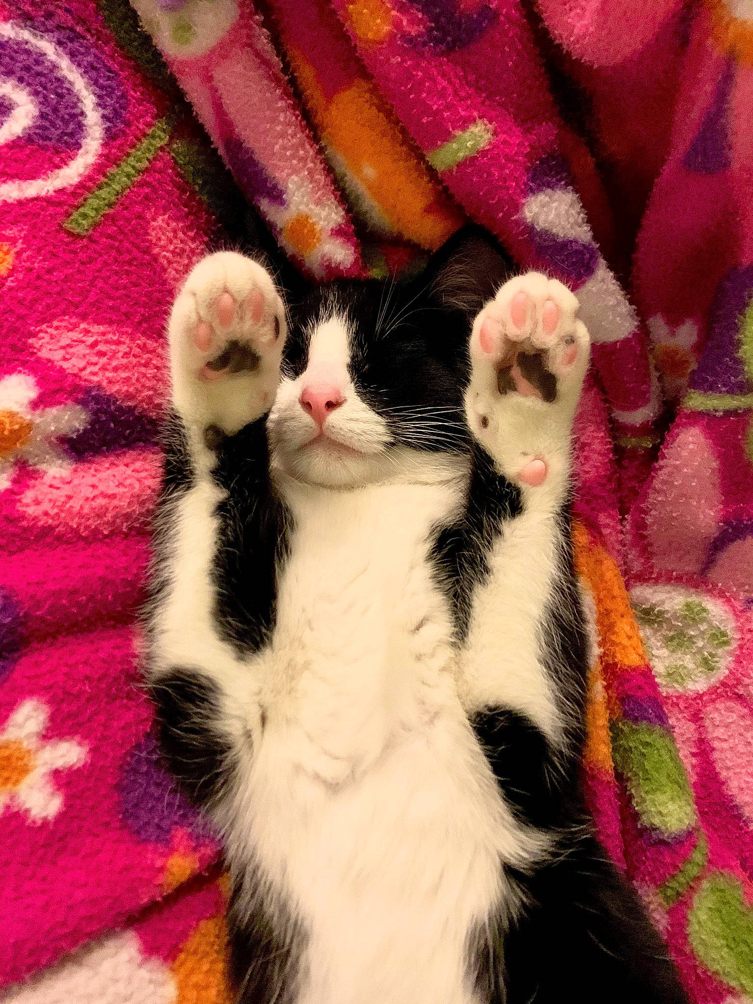 Cheerio joined the competition — help win amazing prizes! american_wirehair, carnivore, cat, domestic_short_haired_cat, felidae, fur, kitten, mammal, paw, polydactyl_cat, small_to_medium_sized_cats, tail, whiskers