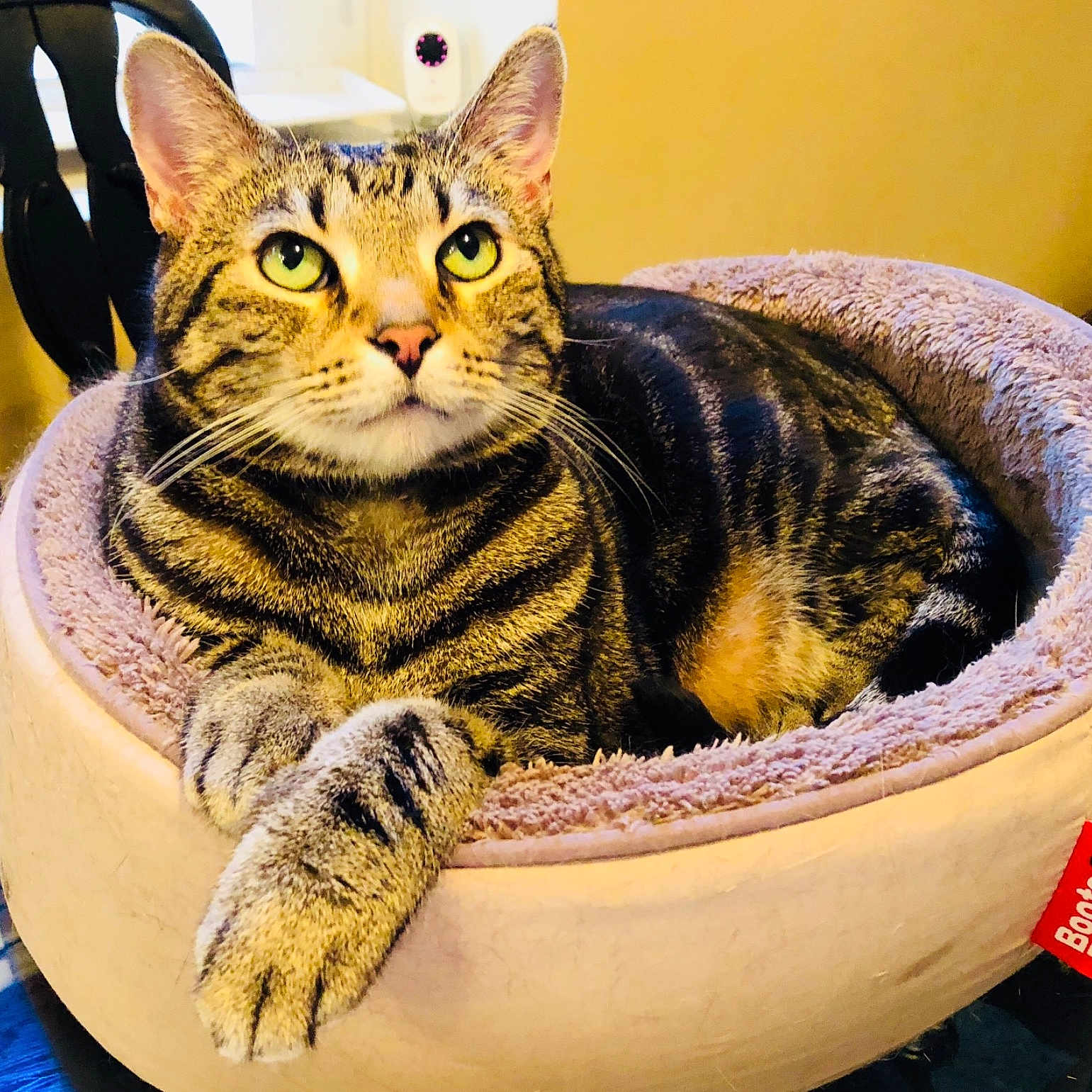 Racerx joined the competition — help win amazing prizes! american_shorthair, american_wirehair, asian, australian_mist, california_spangled, carnivore, cat, cat_bed, domestic_short_haired_cat, dragon_li, egyptian_mau, european_shorthair, felidae, kitten, mammal, ocicat, small_to_medium_sized_cats, tabby_cat, toyger, whiskers