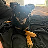 Bojji joined the competition — help win amazing prizes! puppy, dog, black_and_tan, fluffy, long_hair, sitting, crossed_paws, brown_paws, portrait, indoors, bed, blanket, bedroom, window, sunlight, backlighting, pet, cute, looking_at_camera, black_fur