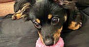 Bojji joined the competition — help win amazing prizes! puppy, dog, black_and_tan, floppy_ears, brown_eyes, pink_toy, donut_toy, chew_toy, pet, animal, couch, indoors, portrait, close_up, lying_down, playful, scruffy_fur, black_fur, tan_markings, person