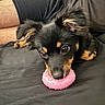 puppy, dog, black_and_tan, floppy_ears, brown_eyes, pink_toy, donut_toy, chew_toy, pet, animal, couch, indoors, portrait, close_up, lying_down, playful, scruffy_fur, black_fur, tan_markings, person