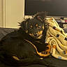 Bojji is registered to the contest to win money with this photo: dog, puppy, black_and_tan, fluffy, long_hair, sitting, lying_down, couch, blanket, indoor, living_room, television, home, pet, cute, brown_markings, dark_fur, toy, pink_toy, cozy