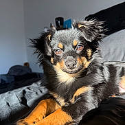 Bojji is registered to the contest to win money with this photo: puppy, dog, black_and_tan, fluffy, small_dog, portrait, indoors, bed, bedding, sunlight, pet, animal, lying_down, looking_at_camera, brown_markings, ears, fur, home, relaxed, cute