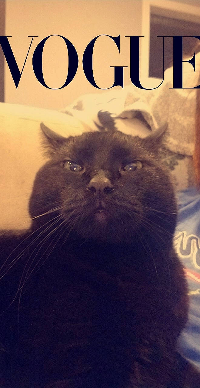 Arnold is registered to the contest to win money with this photo: black_cat, bombay, book_cover, carnivore, cat, facial_hair, felidae, font, fur, happy, mammal, organism, photo_caption, plant, publication, small_to_medium_sized_cats, snout, terrestrial_animal, vertebrate, whiskers