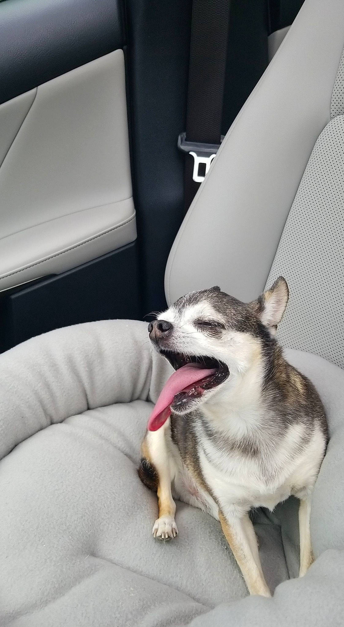 Bean is registered to the contest to win money with this photo: automotive_design, biting, car, car_seat, carnivore, comfort, companion_dog, dog, dog_breed, dog_supply, foot, head_restraint, paw, snout, sporting_group, terrestrial_animal, vehicle, vehicle_door, whiskers, white