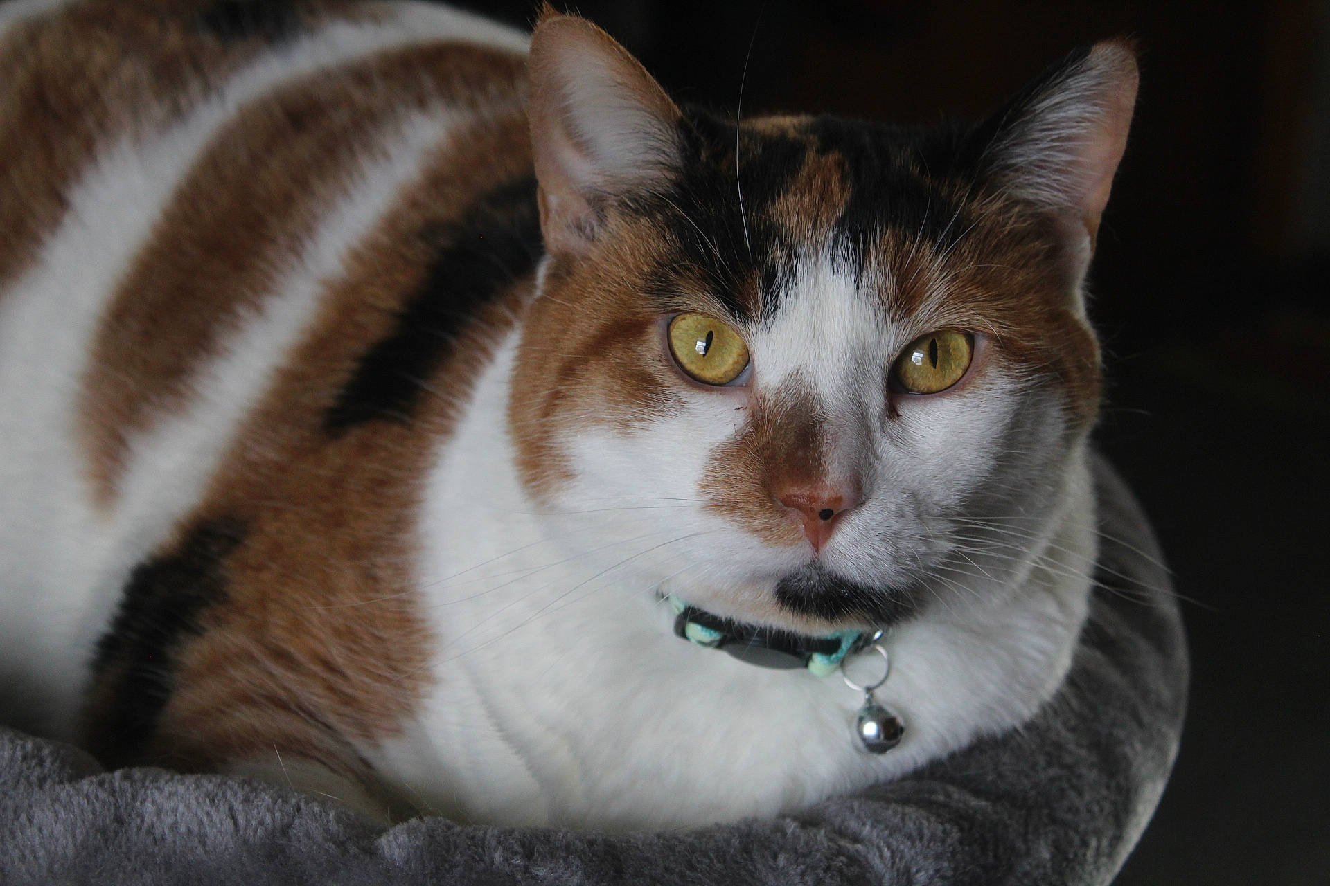 Marley is registered to the contest to win money with this photo: carnivore, cat, collar, domestic_short_haired_cat, felidae, fur, small_to_medium_sized_cats, snout, tree, whiskers