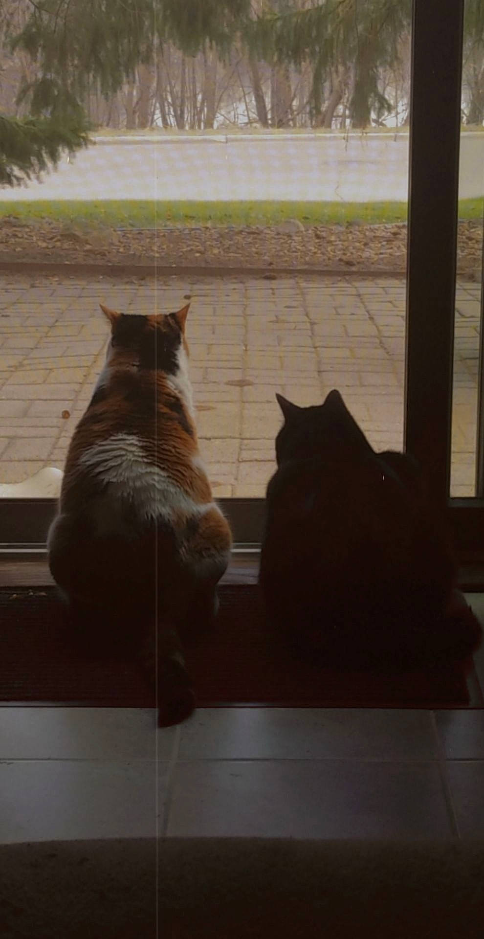 Marley joined the competition — help win amazing prizes! brown, carnivore, cat, fawn, felidae, floor, flooring, grey, hardwood, plant, road_surface, small_to_medium_sized_cats, snout, sunlight, tail, tints_and_shades, tree, whiskers, window, wood