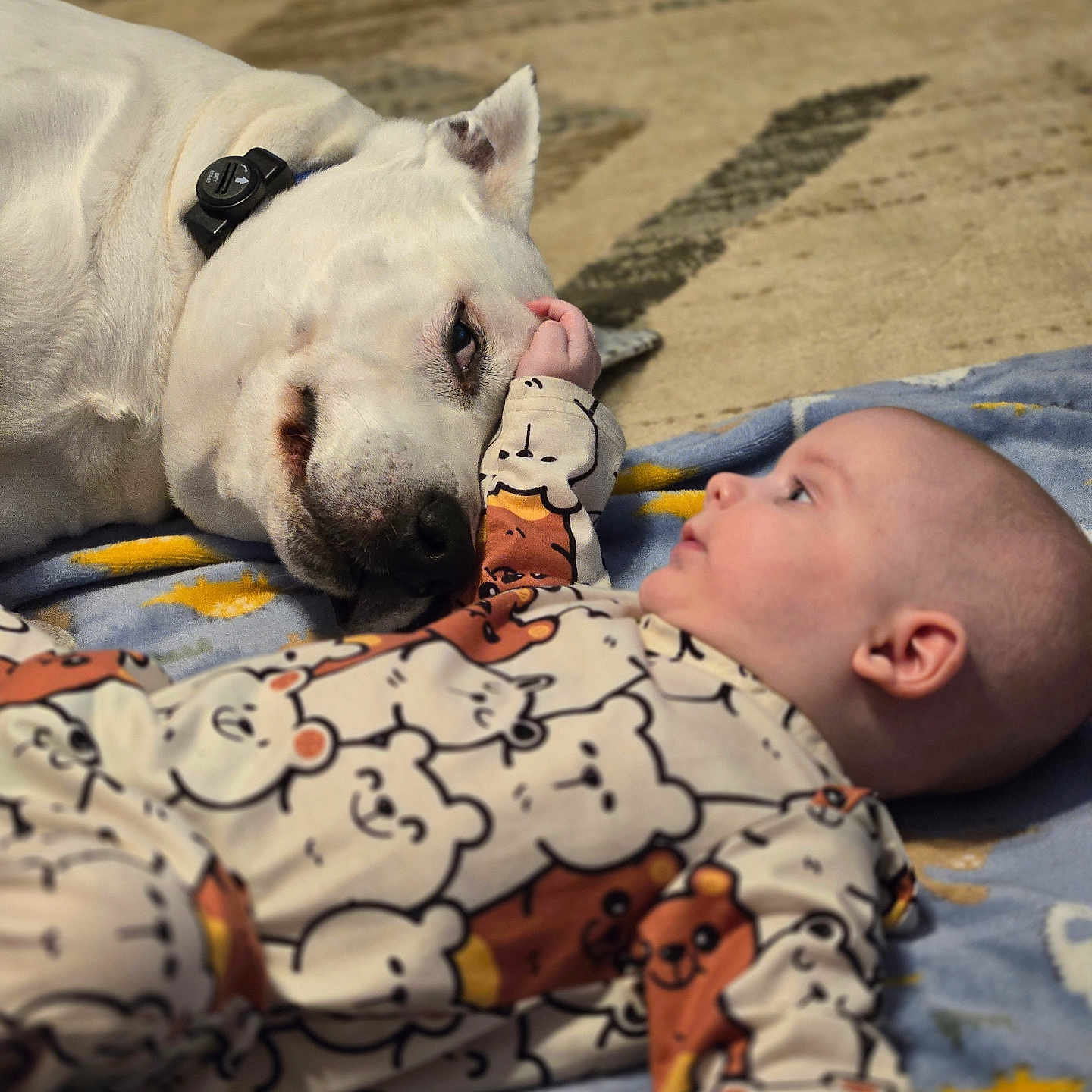 David is registered to the contest to win money with this photo: animal, baby, blanket, bodypart, bulldog, canine, dog, face, finger, head, hound, person, pet, photography, pitbull, portrait, puppy, quilt, sleeping, whitedog