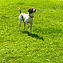 Ranger joined the competition — help win amazing prizes! dog, animal, grass, outdoor, pet, canine, sunlight, greenery, field, collar, alert, mammal, nature, playful, standing, paw_raised, summer, daylight, leisure, fence