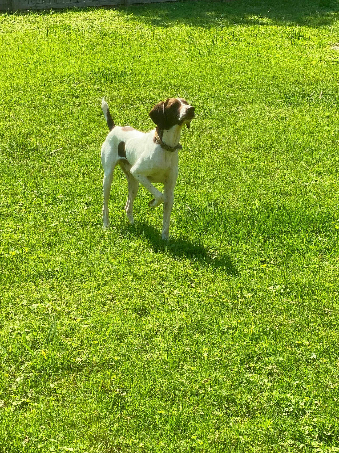 Ranger