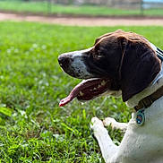 Ranger is registered to the contest to win money with this photo: dog, canine, pet, grass, outdoor, tongue_out, collar, tag, side_view, brown_and_white, animal, nature, summer, relaxed, laying_down, closeup, happy, green, daytime, muzzle