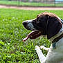 dog, canine, pet, grass, outdoor, tongue_out, collar, tag, side_view, brown_and_white, animal, nature, summer, relaxed, laying_down, closeup, happy, green, daytime, muzzle