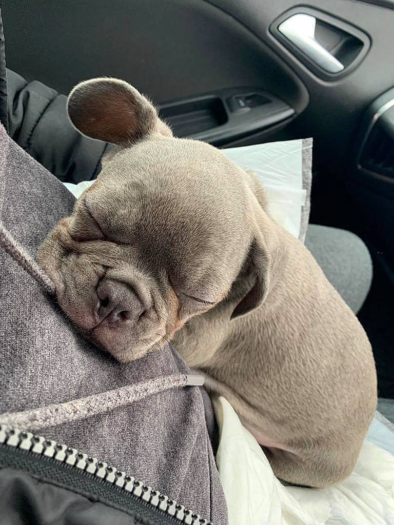 Hooch is registered to the contest to win money with this photo: automotive_design, car, car_seat_cover, carnivore, comfort, companion_dog, dog, fawn, glasses, grey, head_restraint, motor_vehicle, personal_luxury_car, steering_part, steering_wheel, sunglasses, vehicle_door, white, working_animal, wrinkle