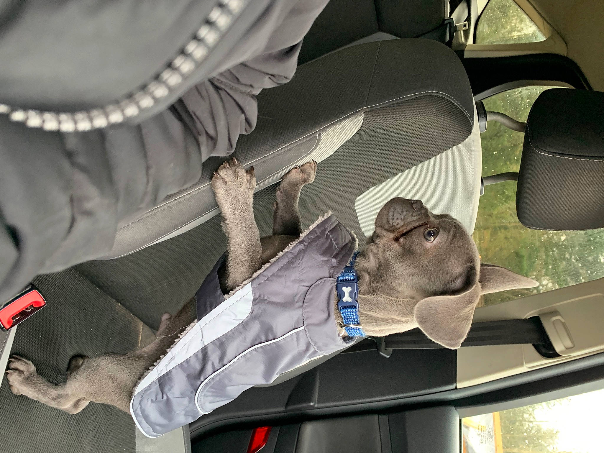 Hooch joined the competition — help win amazing prizes! auto_part, automotive_design, automotive_exterior, automotive_mirror, automotive_window_part, car, car_seat, car_seat_cover, family_car, head_restraint, hood, luxury_vehicle, motor_vehicle, personal_luxury_car, rear_view_mirror, sleeve, steering_wheel, vehicle, vehicle_door, windshield