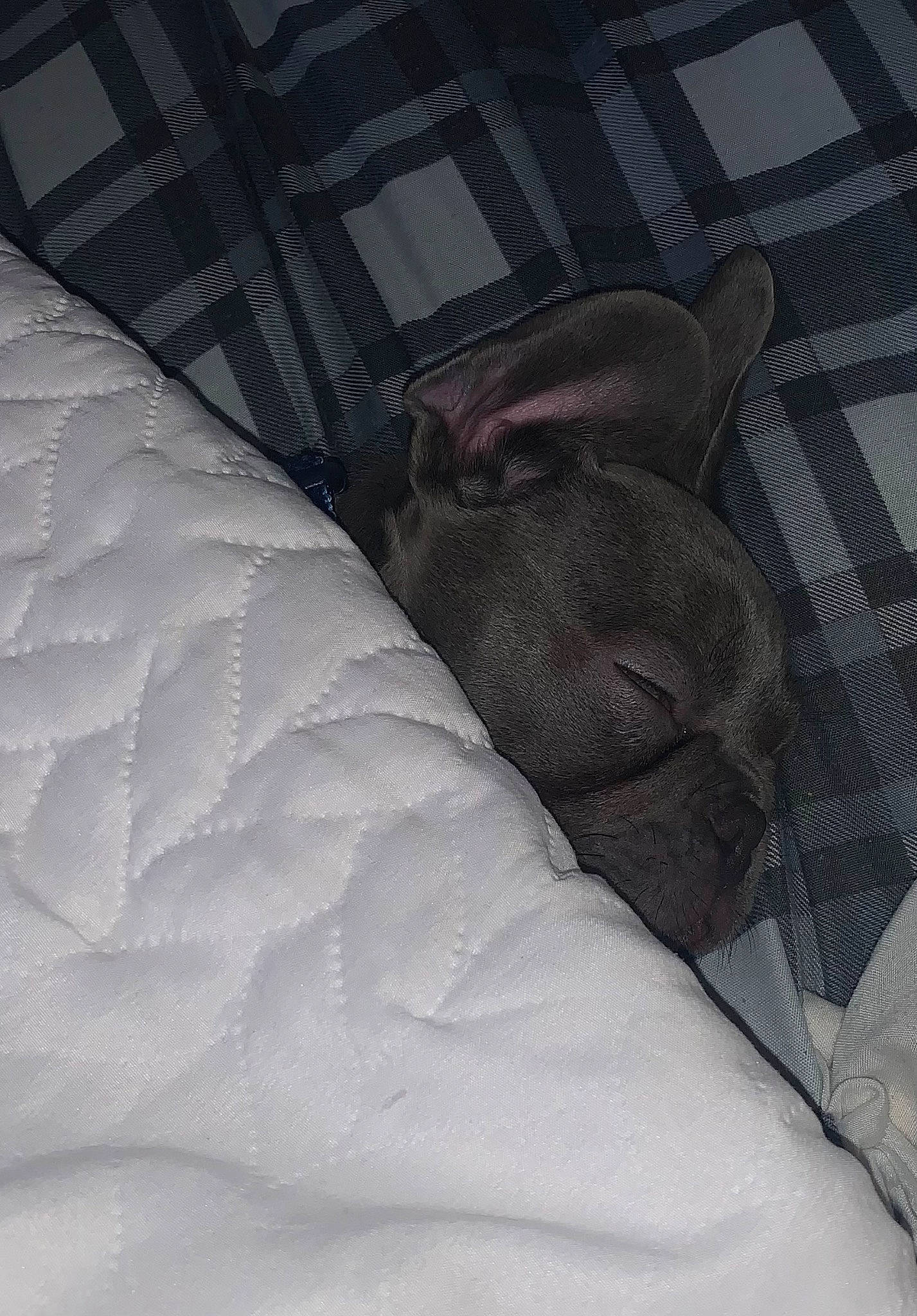 Hooch joined the competition — help win amazing prizes! auto_part, automotive_tire, bed_sheet, bedding, bedroom, carnivore, comfort, daylighting, dog, dog_breed, floor, flooring, foot, fur, grey, human_leg, linens, room, tints_and_shades, wood