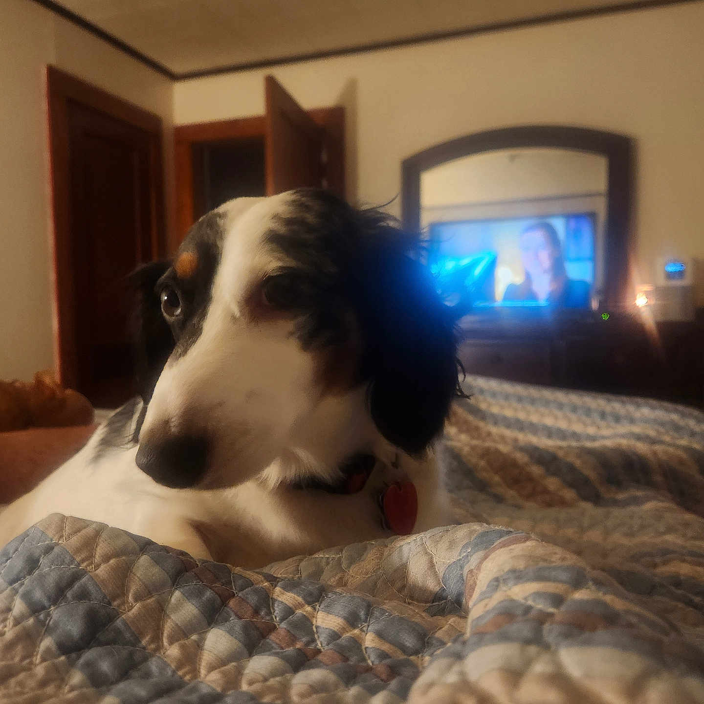 Jo joined the competition — help win amazing prizes! animal, bed, bedroom, canine, computerhardware, couch, dog, electronics, entertainmentcenter, face, furniture, hardware, head, indoors, monitor, person, pet, room, screen, tv