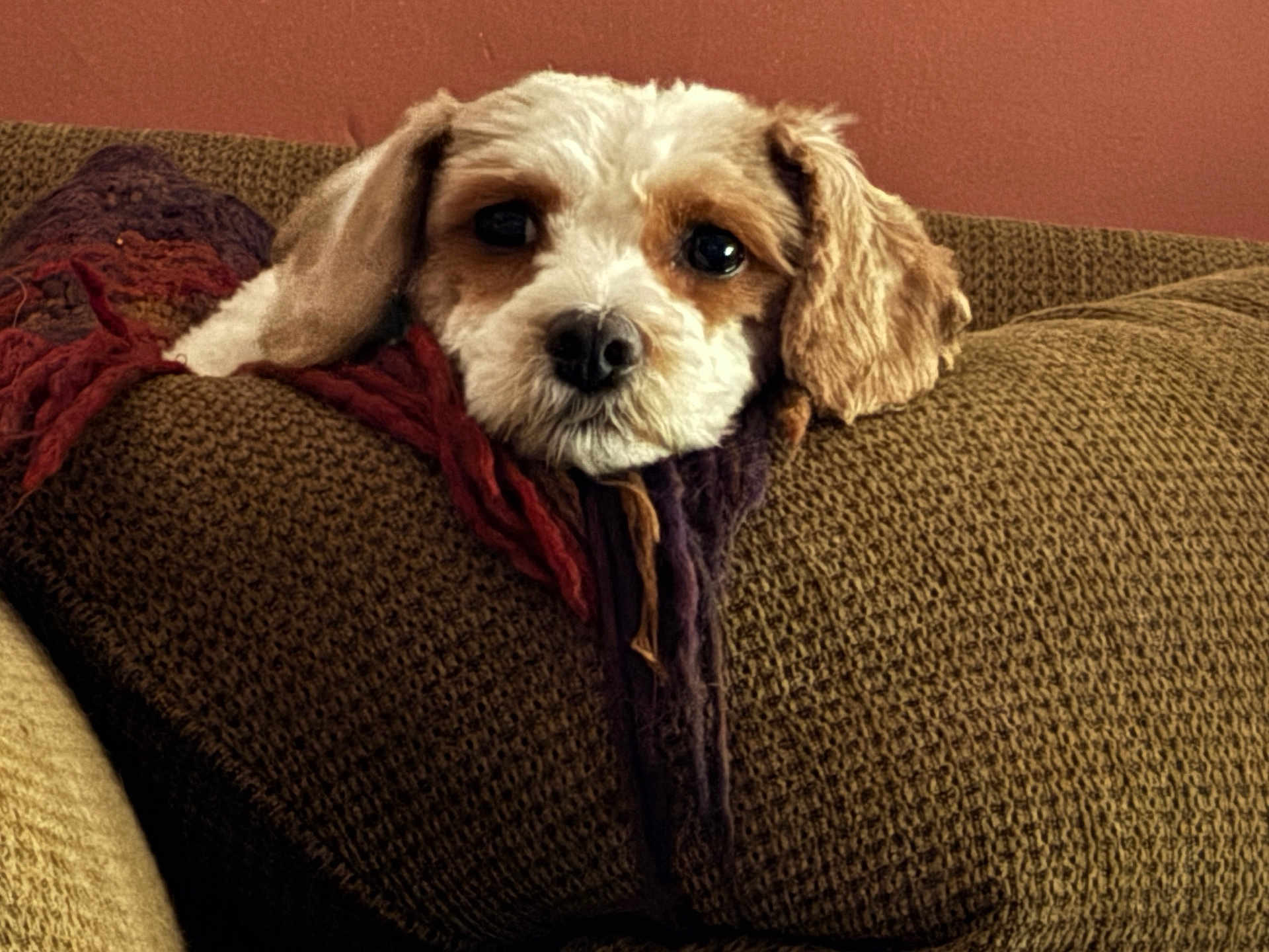 Sophia joined the competition — help win amazing prizes! dog, pet, cushion, blanket, resting, cozy, fur, brown, texture, indoor, comfort, animal, closeup, cute, relaxed, portrait, snuggle, soft, ears, home