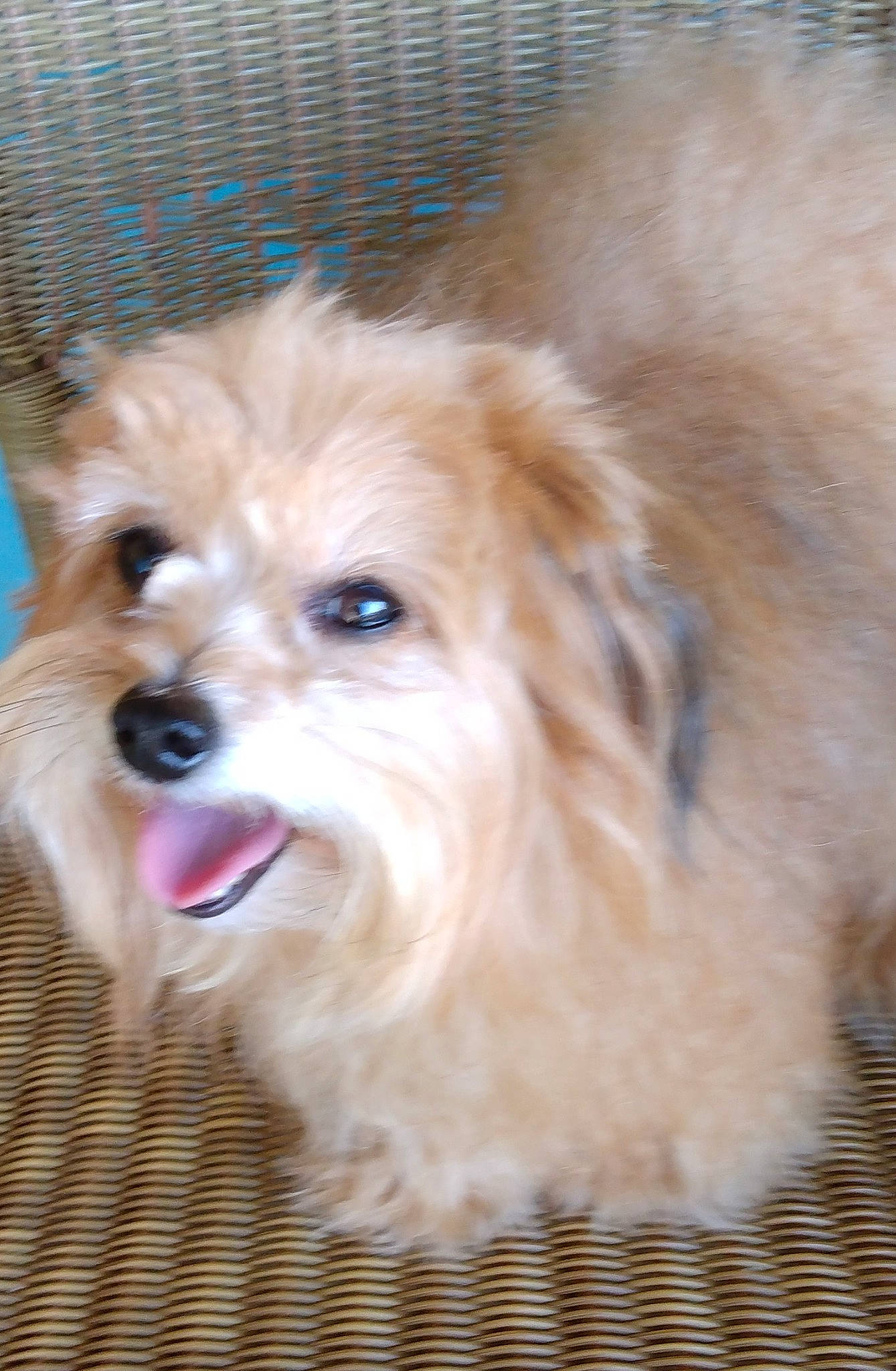 Benjamin is registered to the contest to win money with this photo: canidae, carnivore, companion_dog, dog, dog_breed, dog_supply, fawn, fur, liver, maltepoo, puppy_love, small_terrier, smile, snout, sporting_group, terrier, toy, toy_dog, whiskers, working_animal