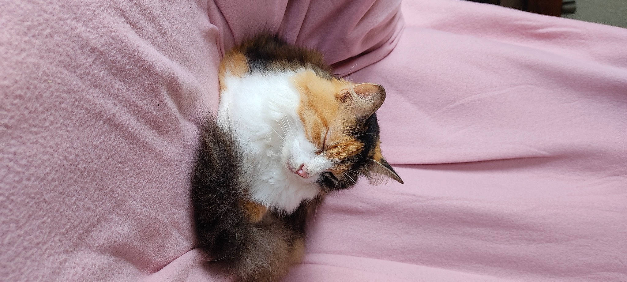 Mana a rejoint le concours — aidez-le/la à gagner de superbes lots ! carnivore, cat, claw, comfort, domestic_short_haired_cat, fawn, felidae, fur, linens, nap, paw, sleep, small_to_medium_sized_cats, tail, whiskers