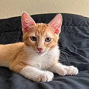 Archie is registered to the contest to win money with this photo: cat, kitten, ginger_cat, orange_and_white, feline, pet, animal, portrait, close_up, lying_down, paws, whiskers, ears, green_eyes, pink_nose, fur, black_blanket, indoors, cute, relaxed