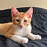 cat, kitten, ginger_cat, orange_and_white, feline, pet, animal, portrait, close_up, lying_down, paws, whiskers, ears, green_eyes, pink_nose, fur, black_blanket, indoors, cute, relaxed