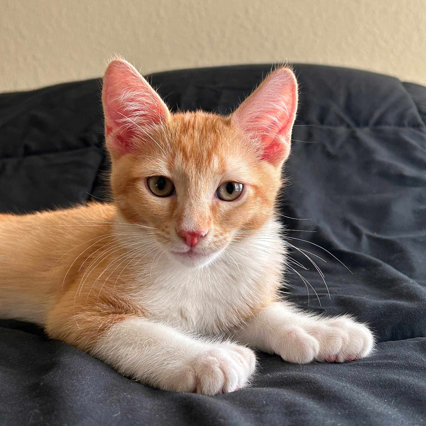 Archie