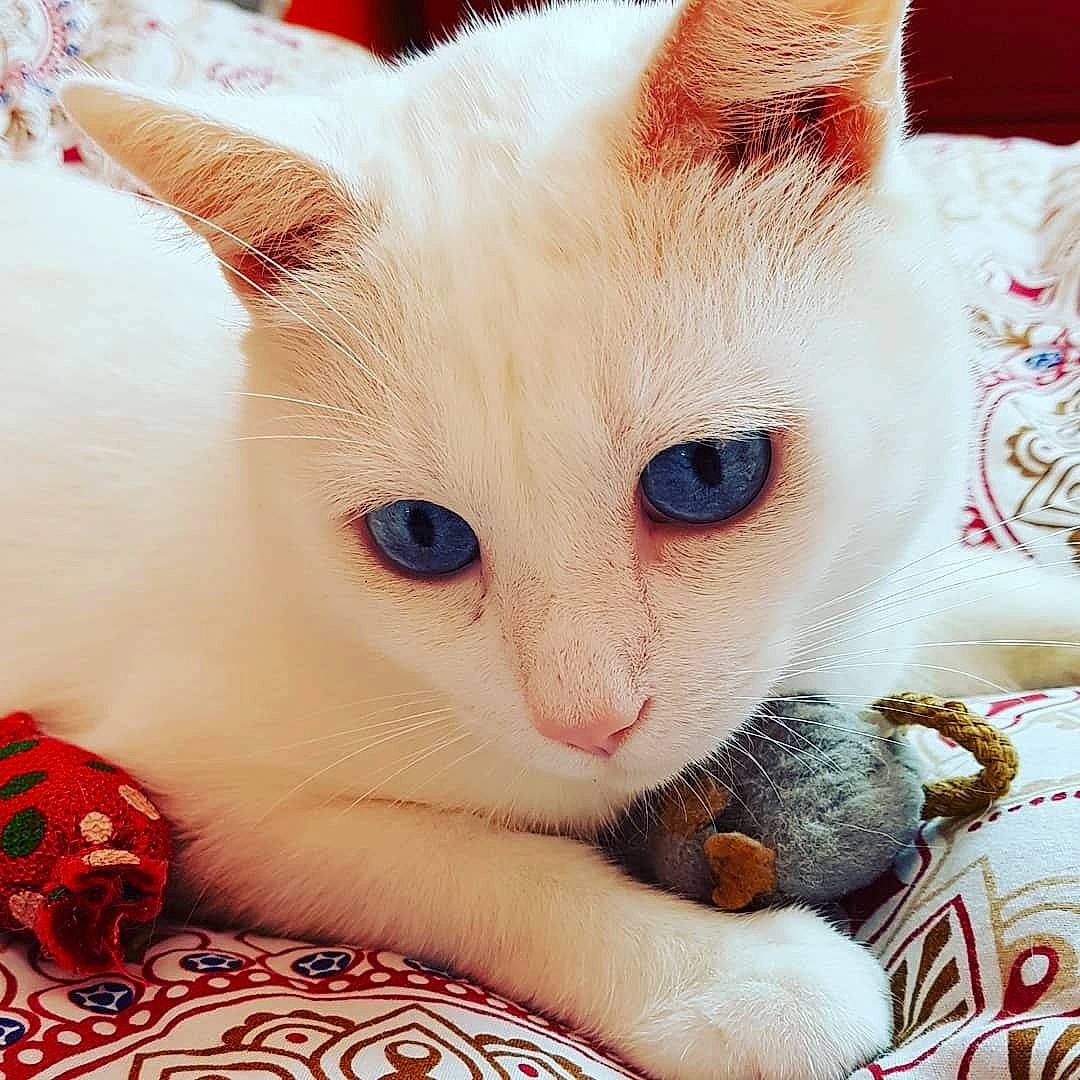 Bounty a rejoint le concours — aidez-le/la à gagner de superbes lots ! carnivore, cat, claw, close_up, comfort, domestic_short_haired_cat, eyelash, fawn, felidae, fur, pattern, paw, small_to_medium_sized_cats, snout, tail, terrestrial_animal, whiskers