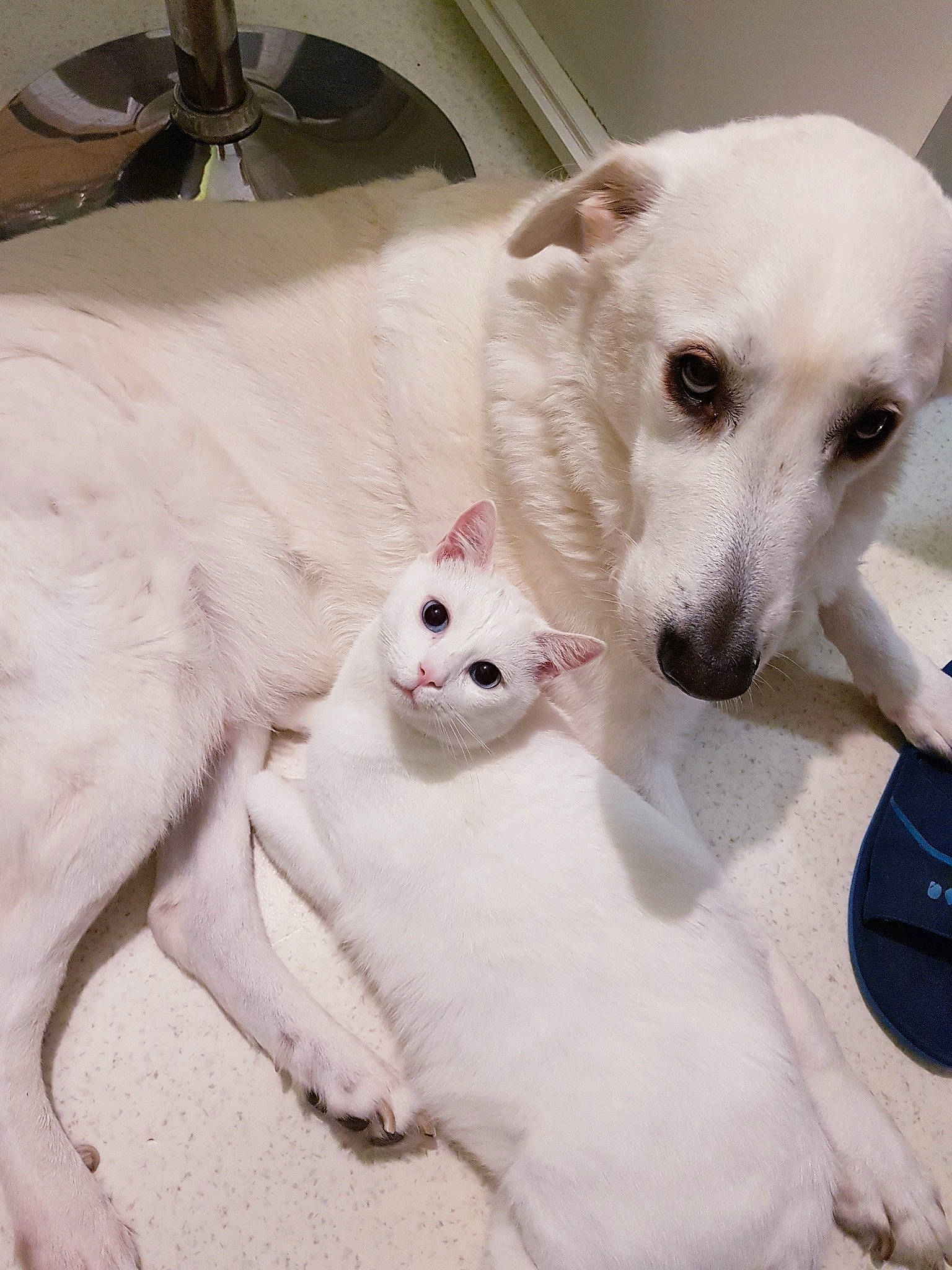 Bounty participe au concours pour gagner de l'argent avec cette photo : carnivore, cat, ceiling_fan, comfort, companion_dog, dog, dog_breed, fang, fawn, felidae, fur, mechanical_fan, paw, pet_supply, small_to_medium_sized_cats, snout, tail, whiskers, white, working_animal