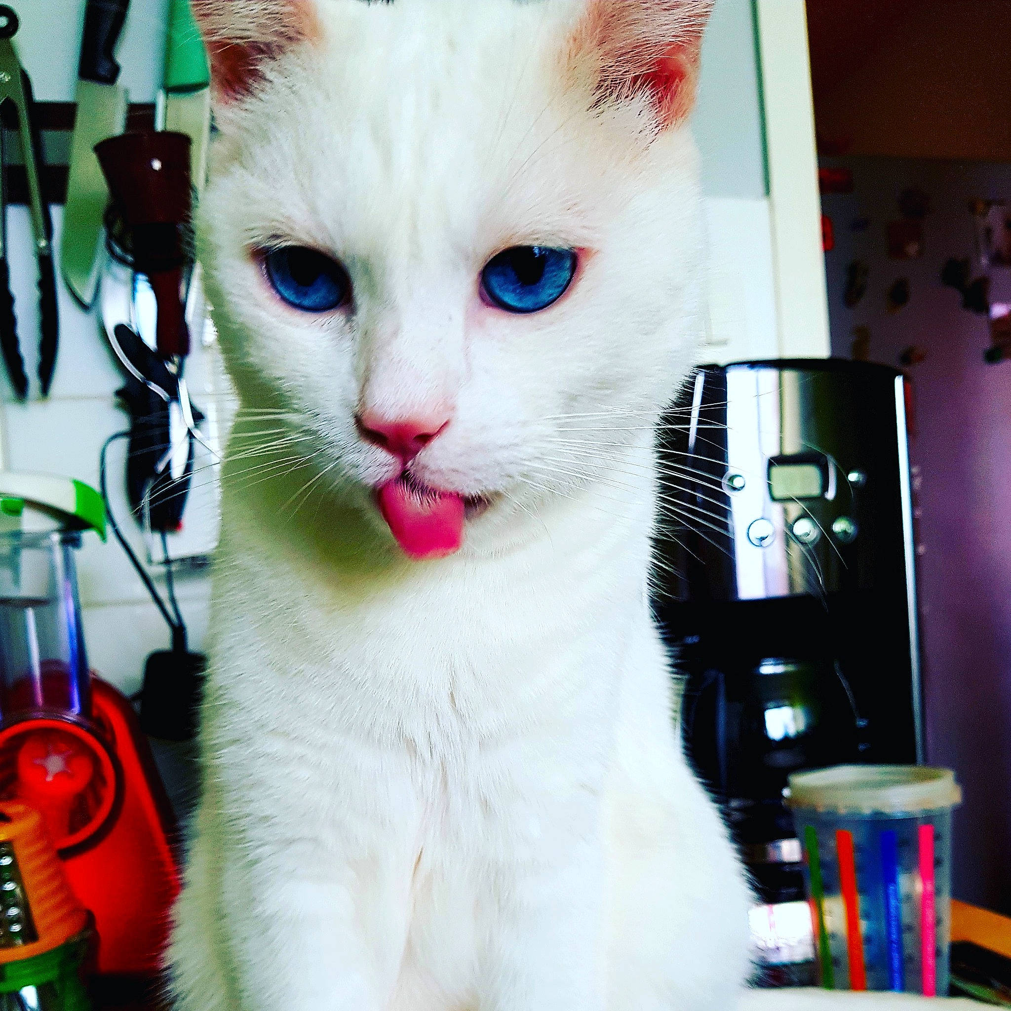 Bounty participe au concours pour gagner de l'argent avec cette photo : carnivore, cat, cat_furniture, domestic_short_haired_cat, fawn, felidae, fur, paw, pet_supply, photo_caption, photography, small_to_medium_sized_cats, snapshot, snout, tail, whiskers