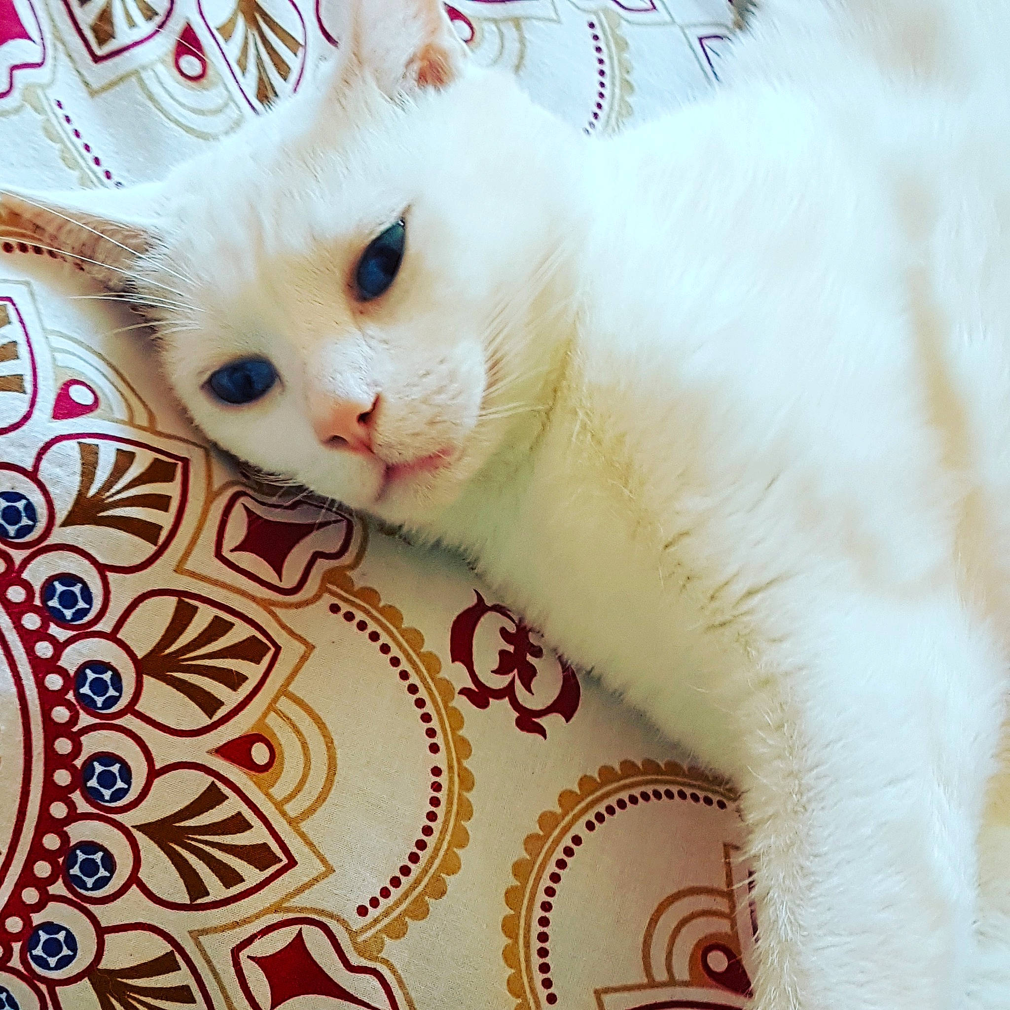 Bounty a rejoint le concours — aidez-le/la à gagner de superbes lots ! art, carnivore, cat, cat_supply, claw, comfort, domestic_short_haired_cat, fawn, felidae, fur, pattern, paw, small_to_medium_sized_cats, snout, tail, whiskers, white