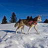 Nala a rejoint le concours — aidez-le/la à gagner de superbes lots ! dog, husky, snow, winter, outdoor, animal, pet, canine, nature, sky, trees, mountains, walking, daylight, cold, fur, harness, landscape, blue_sky, snowy_ground