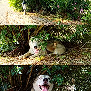 Nala a rejoint le concours — aidez-le/la à gagner de superbes lots ! dog, husky, outdoor, garden, bush, greenery, dog_face, tongue_out, sunlight, shade, happy, pet, animal, nature, leafy, stone_wall, lamp_post, grass, closeup, playful