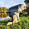 Nala participe au concours pour gagner de l'argent avec cette photo : dog, husky, animal, pet, grass, leash, water, pond, reflection, building, stone_building, tree, autumn, leaves, outdoor, nature, sky, sunlight, happy, sitting