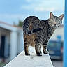 Snow participe au concours pour gagner de l'argent avec cette photo : cat, tabby, feline, pet, animal, standing, indoors, ledge, portrait, green_eyes, striped_fur, tail, whiskers, ears, looking_at_camera, blurred_background, shallow_depth_of_field, blue_background, funny_pose, photography